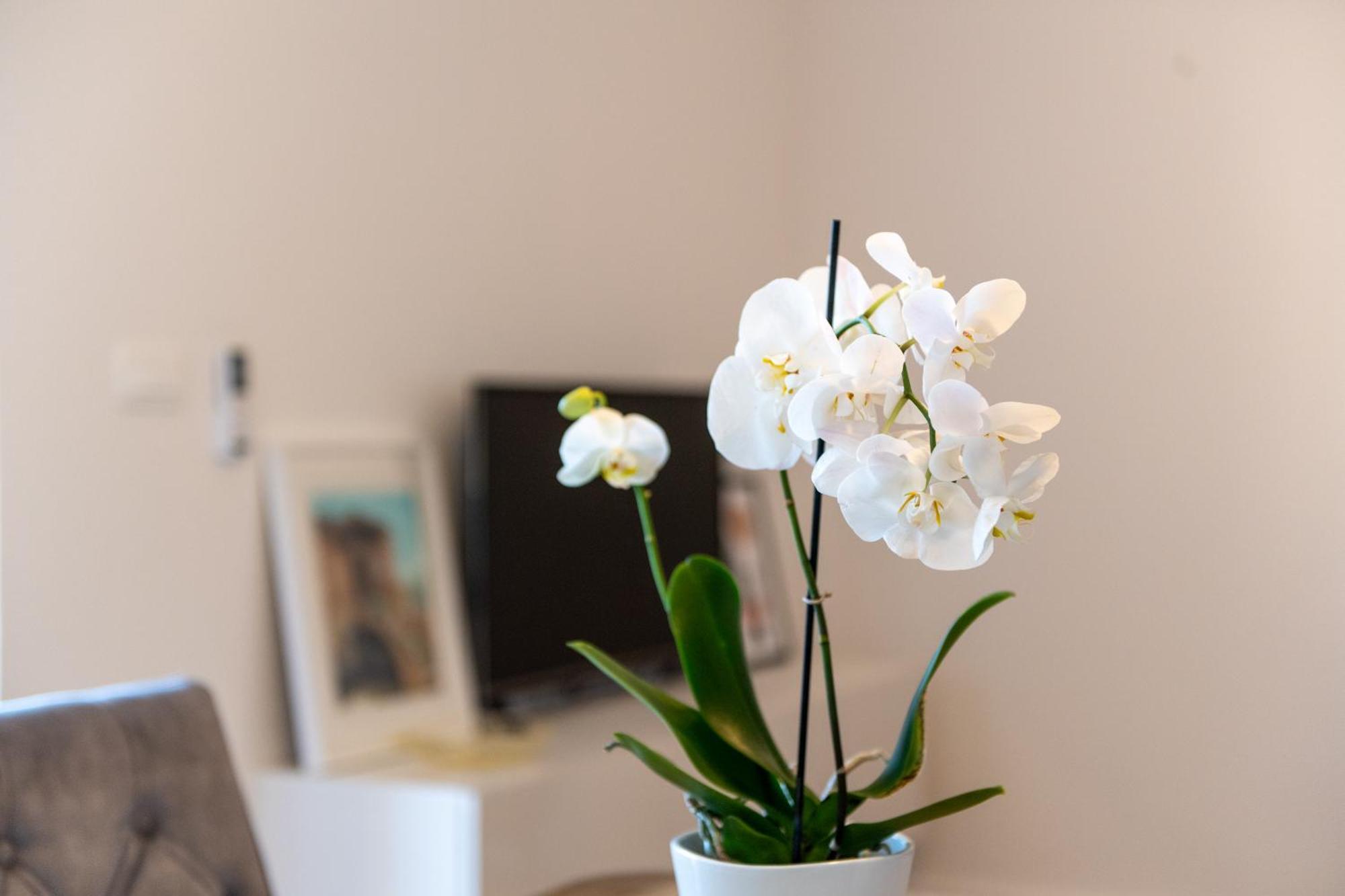 Apartment Ivi Trogir Zewnętrze zdjęcie